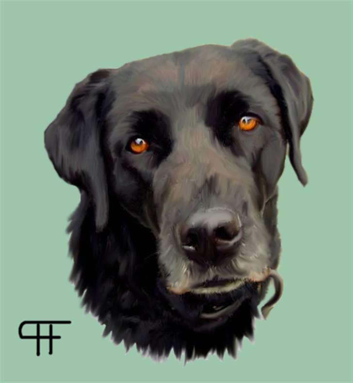 Tegninger af andres hunde - Labrador retriever Molly. billede 216