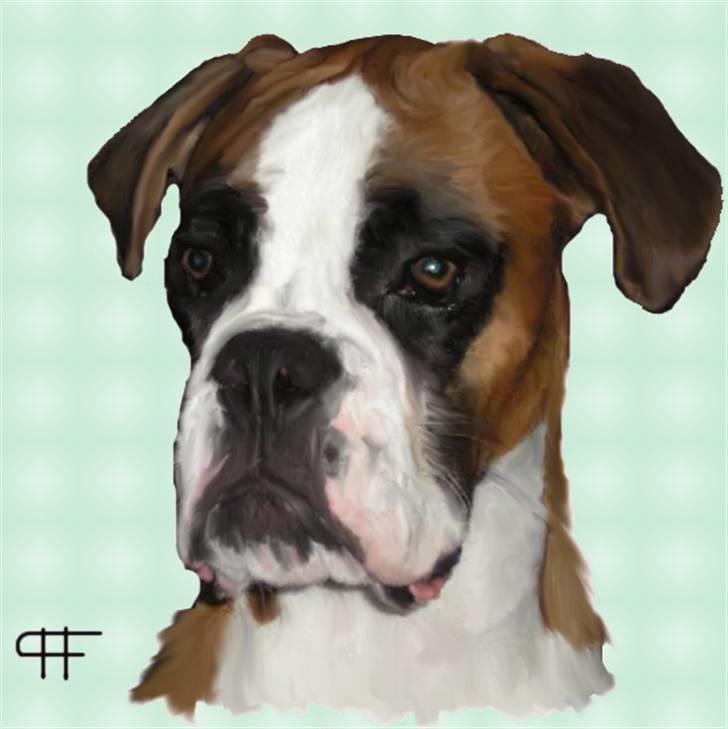 Tegninger af andres hunde - Boxer Zimba Von Ellinghaus. billede 217