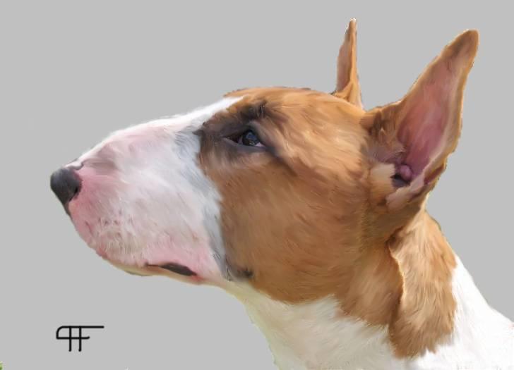 Tegninger af andres hunde - Bullterrier Ask. billede 218