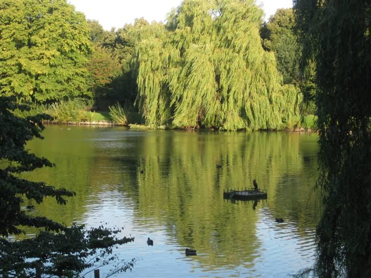 Manu på tur i Kildevældsparken, til træning & på Amager Strandpark - Kildevældsparken billede 2