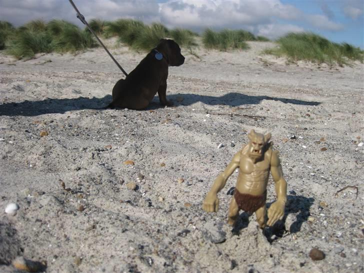 Manu på tur i Kildevældsparken, til træning & på Amager Strandpark - Uhhhh!! billede 34