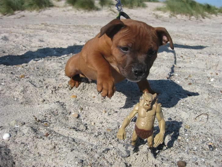 Manu på tur i Kildevældsparken, til træning & på Amager Strandpark - Jeg tager det monster - grrr.. billede 35