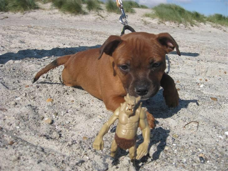 Manu på tur i Kildevældsparken, til træning & på Amager Strandpark - Du slipper ikke!! billede 36