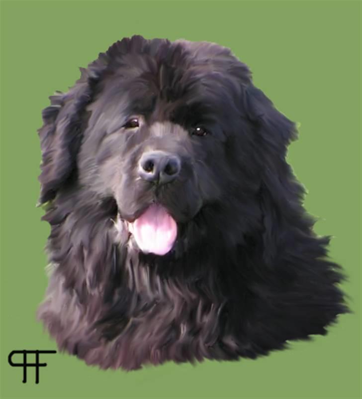 Tegninger af andres hunde - Newfoundlænder Adam Magnus. billede 219