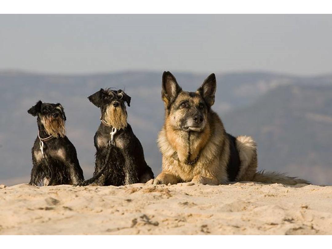 i Spanien - Diverse hund - Uploadet af