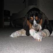 Bassethunden Ludvig efter operationen...av ben..