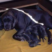 Mastino Napoletano Arthur