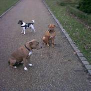 Mine hunde 