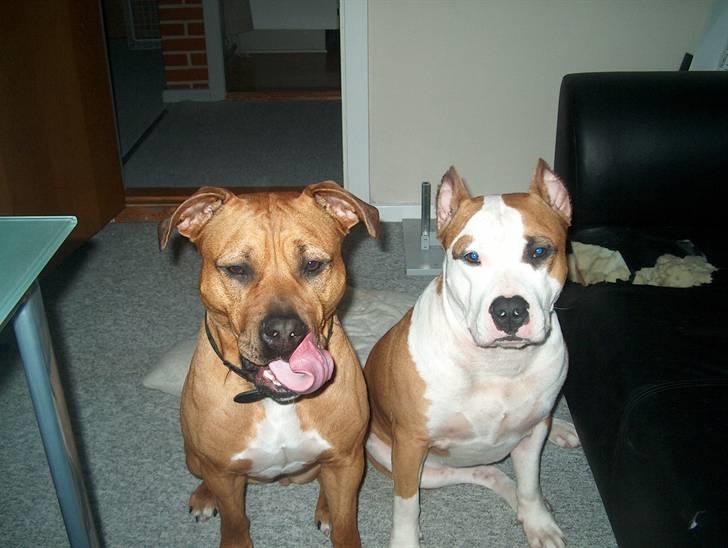 Min skatter hund - Smask, det ser lækkert ud mor*hihi* billede 2