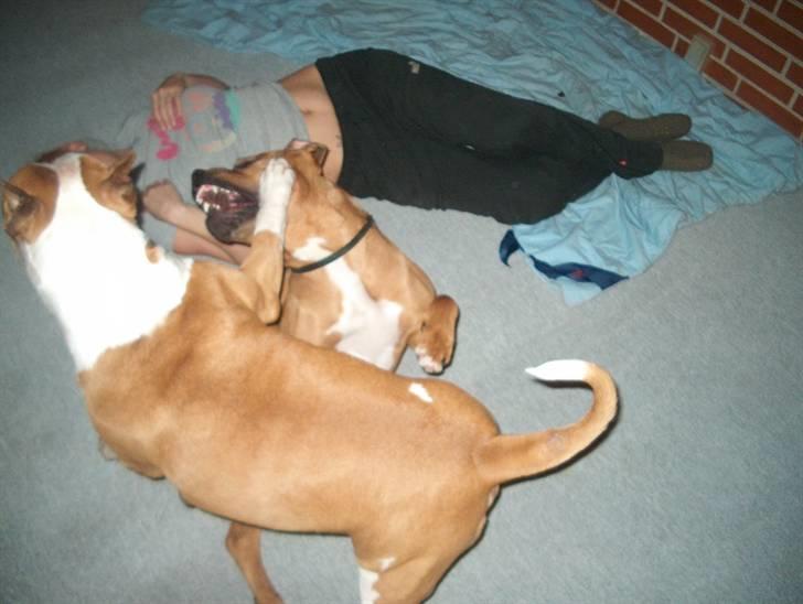 Min skatter hund billede 8