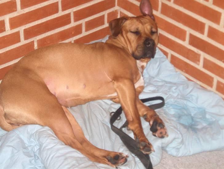 Min skatter hund - Tager lige en skraber, med min dejlige hundesnor billede 15