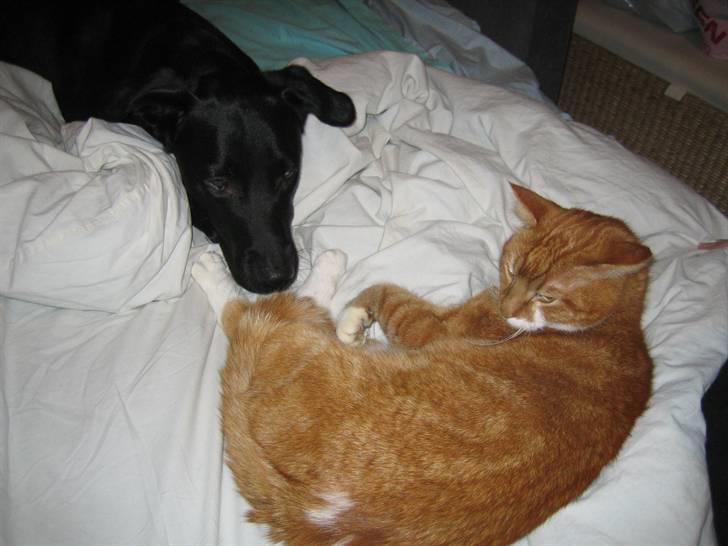 Freja - Freja snuser forsigtigt til min kat junior som bor hos mine forældre. Freja ved nemlig godt at sådan nogle missekatter har spidse kløer..... avs avs... billede 24