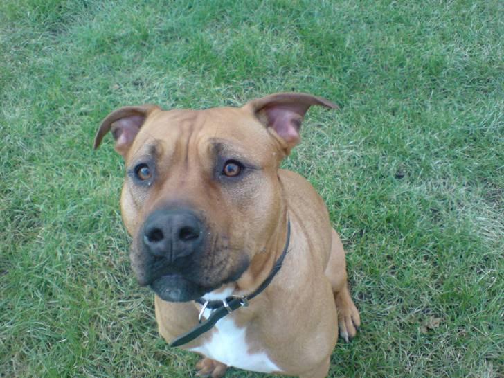 Min skatter hund billede 25