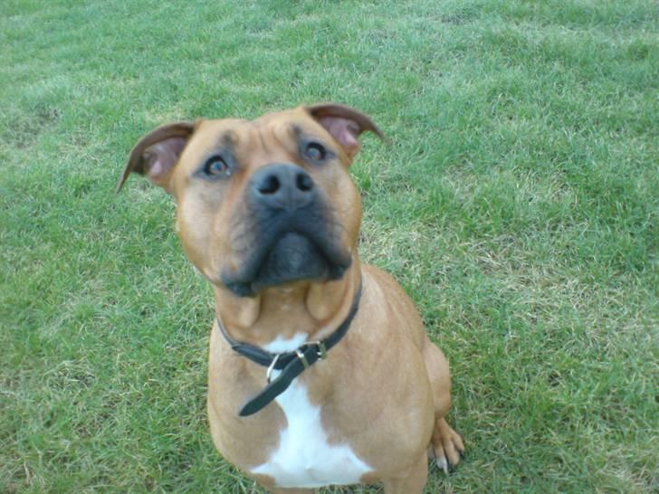 Min skatter hund billede 26