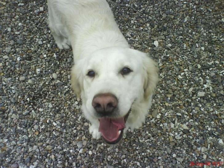 Golden countrysides  - Liva der smiler billede 5