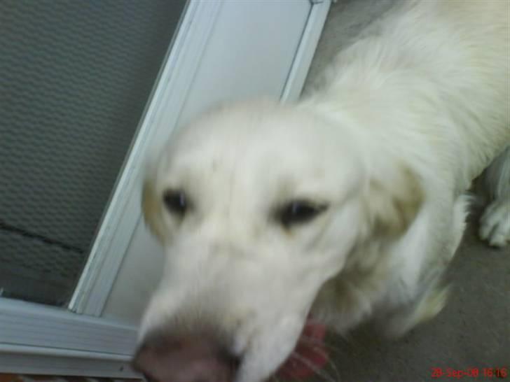 Golden countrysides  - Liva igen, med snuden op til kamera^^ billede 6