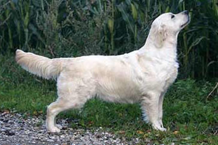 Golden countrysides  - Filippa der står pænt (taget fra deres hjemmeside) billede 4