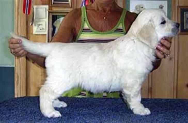 Golden countrysides  - Filippa 6 uger (taget fra deres hjemmeside) billede 3