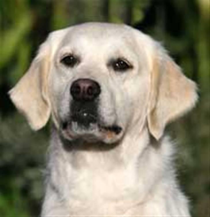 Golden countrysides  - Filippas hovede (taget fra deres hjemmeside) billede 2