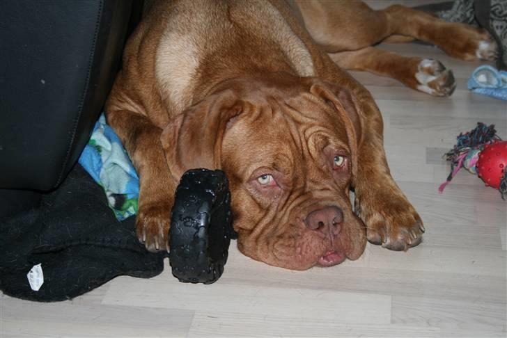 Sommerens billeder af tøserne.. - Gider slet ikke når du skal ta billeder hele tiden.... billede 3