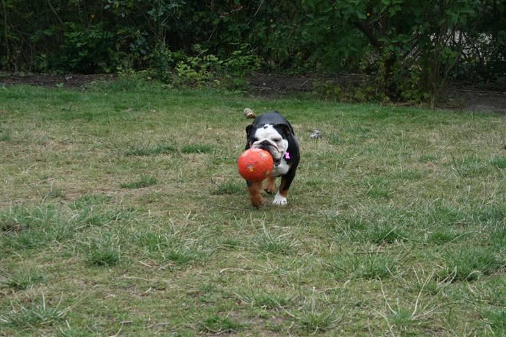 Sommerens billeder af tøserne.. - Jeg er en fodbold hund... billede 19