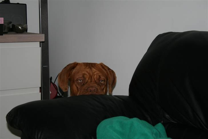 Sommerens billeder af tøserne.. - Kan i se mig nu ???? billede 45