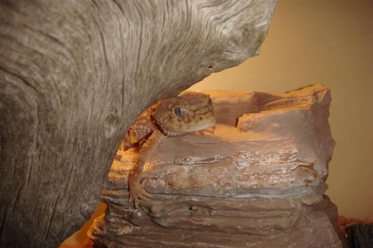 Mine krybdyr billede 10