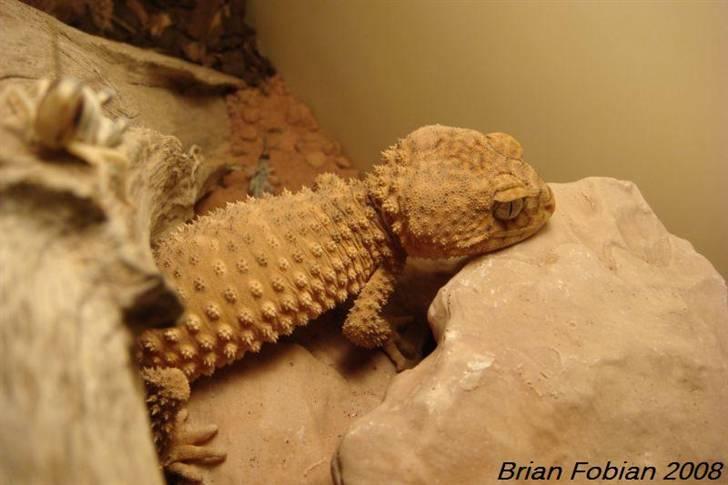 Mine krybdyr billede 11