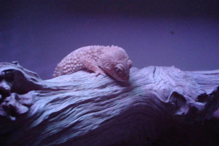 Mine krybdyr billede 12