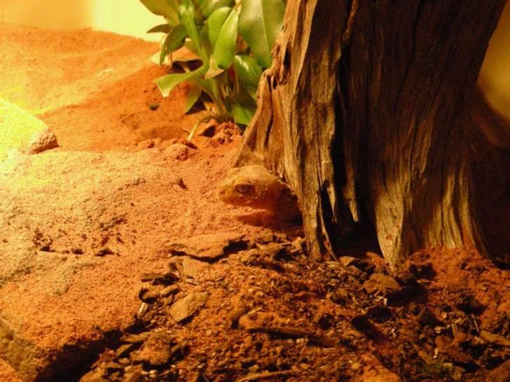 Mine krybdyr billede 13