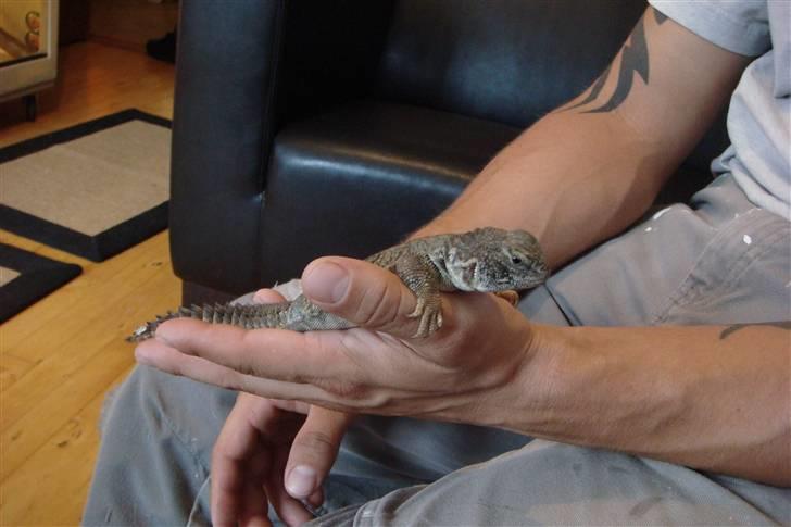 Mine krybdyr - Uromastyx acanthinura aka. tornhaleagame billede 14