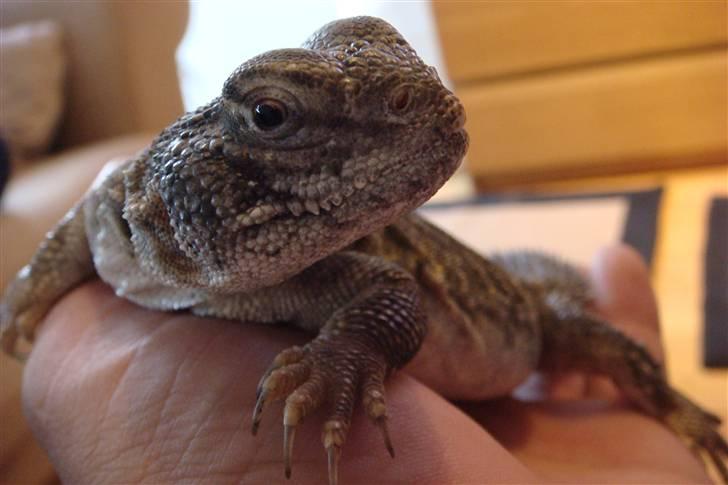 Mine krybdyr billede 15