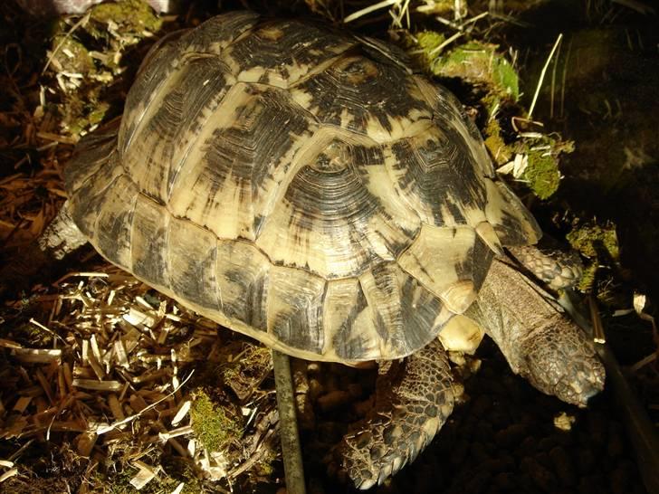 Mine krybdyr - Og her er hun blevet en stor pige:) billede 2