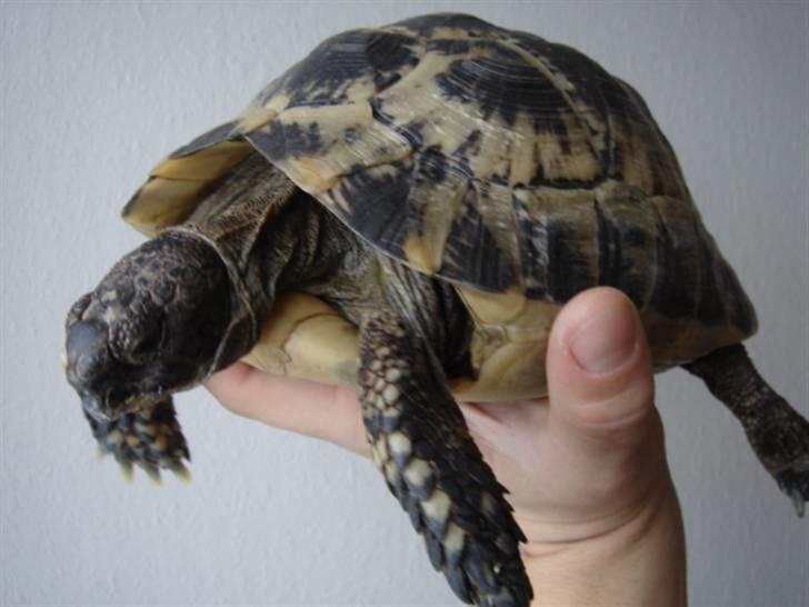 Mine krybdyr - Maurisk landskildpadde billede 4