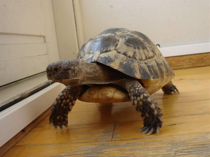 Mine krybdyr - En tur i stuen er aldrig af vejen:) Lige for tiden går de i en have. billede 3