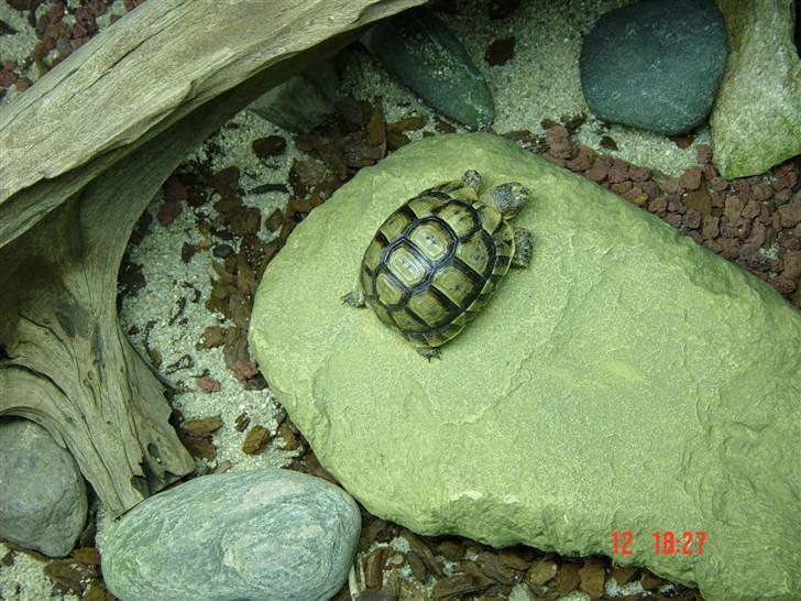 Mine krybdyr - Baby maurisk landskildpadde billede 1