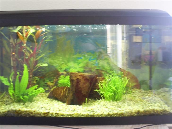 Mine Akvarier - 60 L nyopstartet akvarie billede 1
