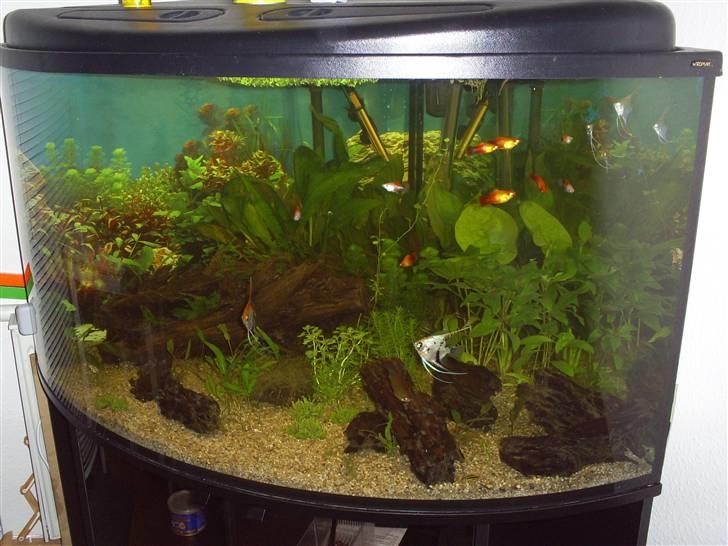 Mine Akvarier - 350 L hjørneakvarie billede 2