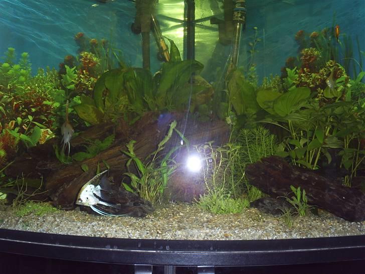 Mine Akvarier - 350 L hjørneakvarie billede 3