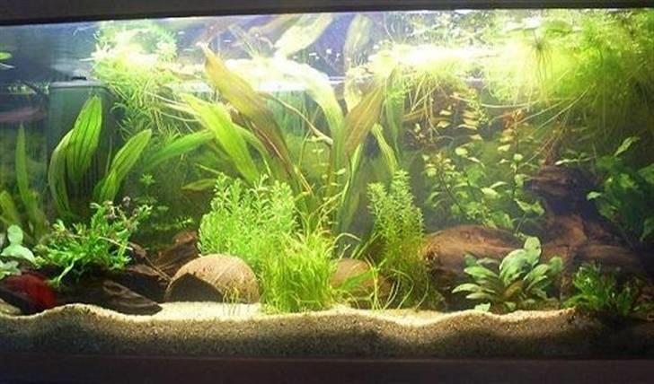 Mine Akvarier - 100 L asiatisk m. bl.a. betta splendens billede 5