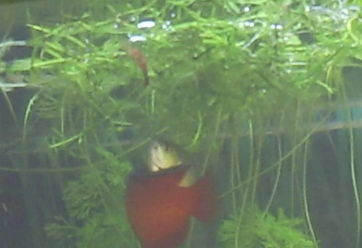 Mine Akvarier - Guramier under leg billede 7