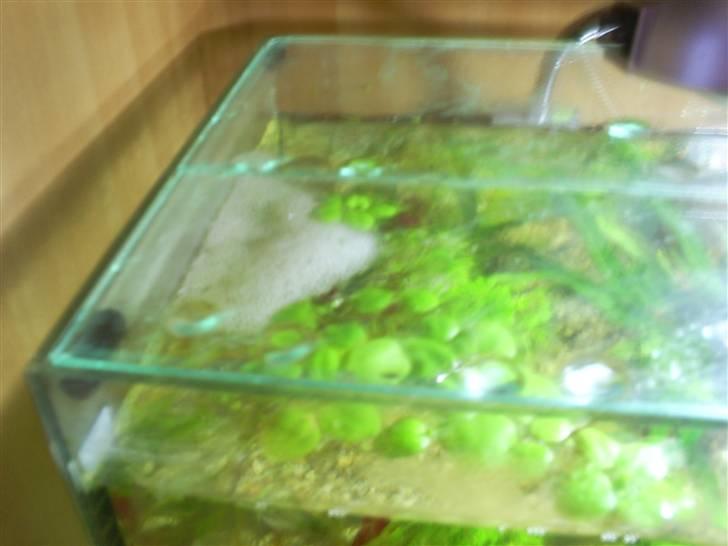 Mine Akvarier - Skumrede - betta splendens billede 8