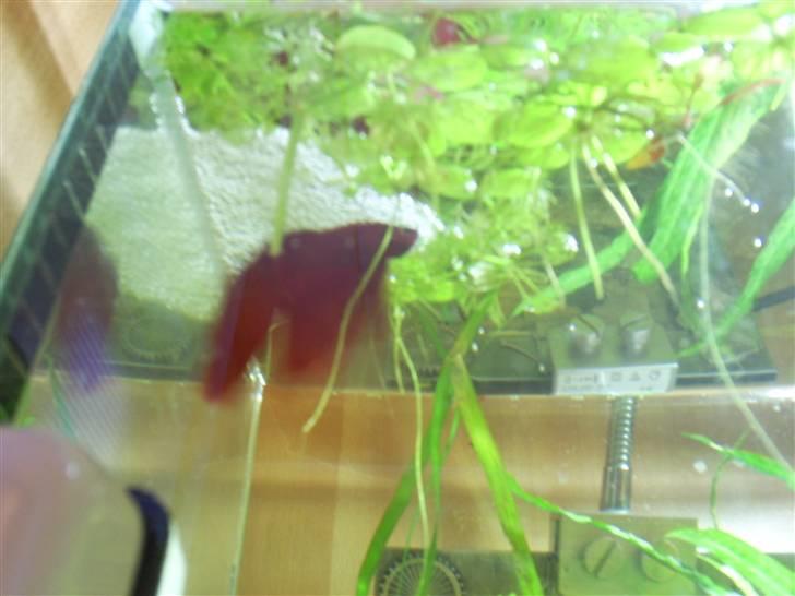 Mine Akvarier - Betta splendens vogter rede billede 9