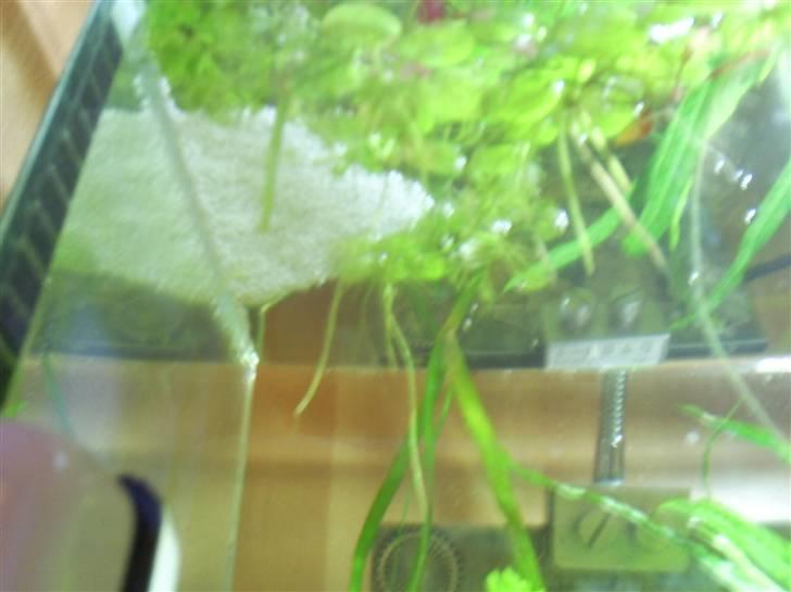 Mine Akvarier - Skumrede underside - betta splendens billede 10