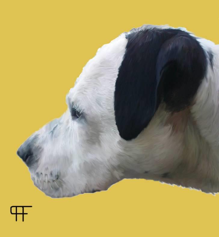 Tegninger af andres hunde - Amerikansk staffordshire terrier Zitka billede 224