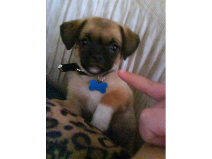 {{currentPhoto.altText}} billede {{currentPhoto.number}}