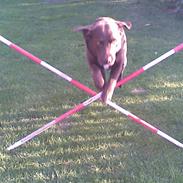 Freja Der springer
