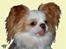 Tegninger af andres hunde - Blanding af racer Mille musen.