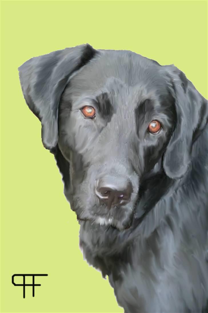 Tegninger af andres hunde - Labrador retriever Tchami. billede 225