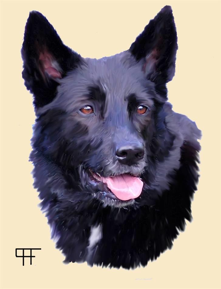 Tegninger af andres hunde - Blanding af racer Miss Misja. billede 229